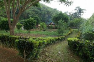 A pathway lined with clipped hedges leads to a small house in the distance.